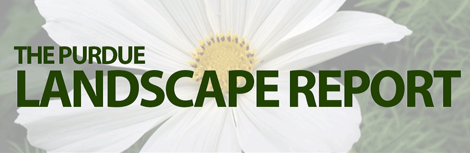 landscape report branding