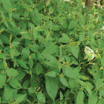 Japanese chaff flower