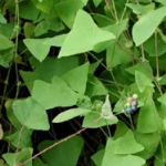 Mile-a-minute vine