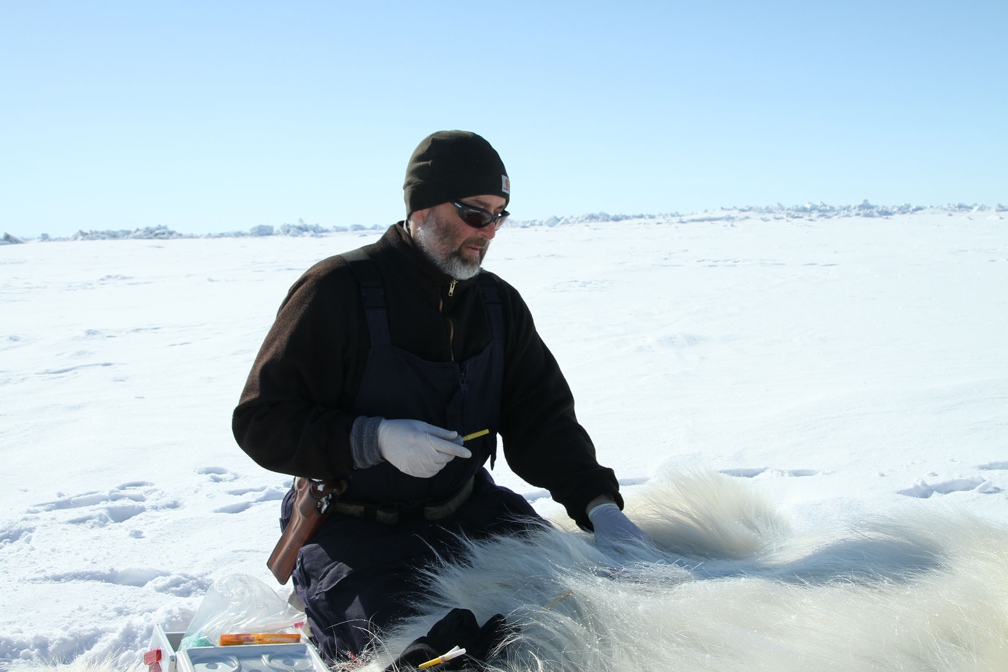 Atwood drawing polar bear blood