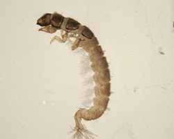 Aquatic Ecology Research Lab fish specimen through microscope.