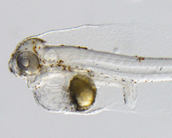 Cells through microscope, Aquatic Molecular Biology and Analytical Lab.