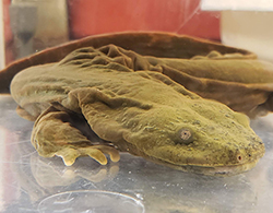 Hellbender in a tank