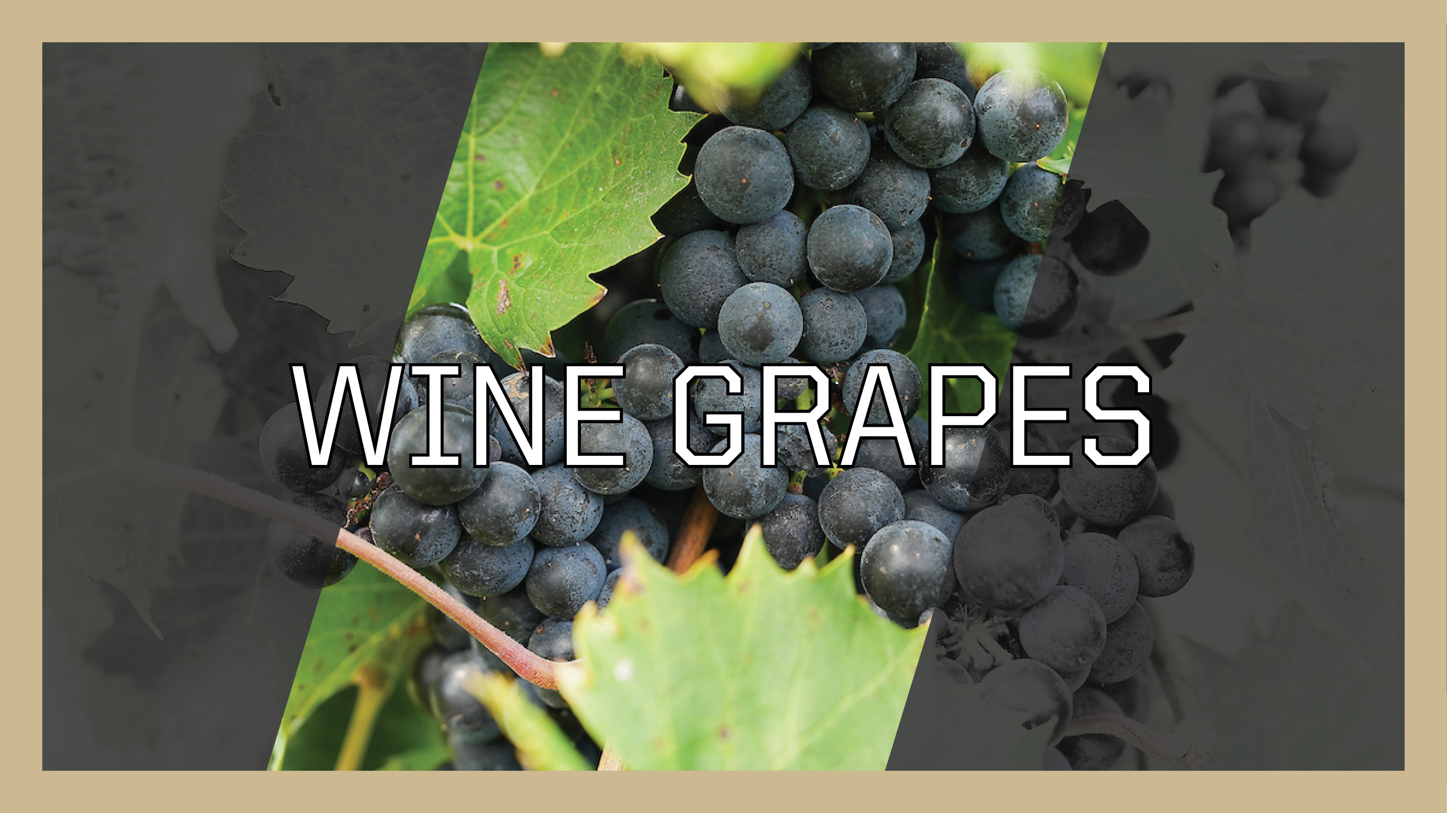 Wine Grapes Button