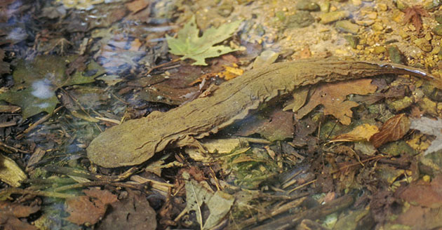 Hellbender eggs, a gilled larvae and an adult hellbender