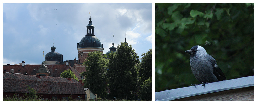 (Left to Right): Gripsholm; Eurasian Jackdaw.